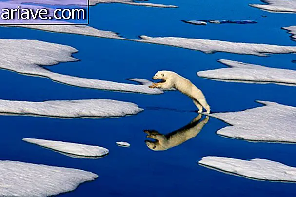 Ursul sărind peste un câmp de gheață