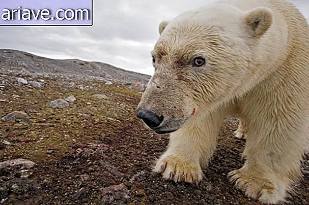 Sahilde kutup ayısı