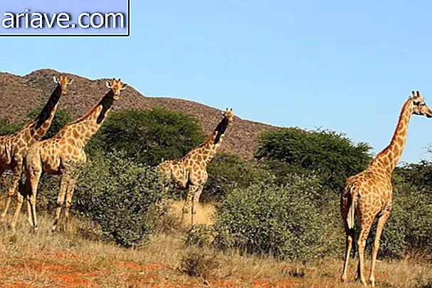 Skupina žiraf