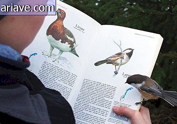 Pájaro en libro sobre pájaro