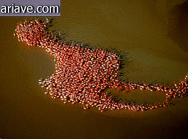 Flamingos Herde