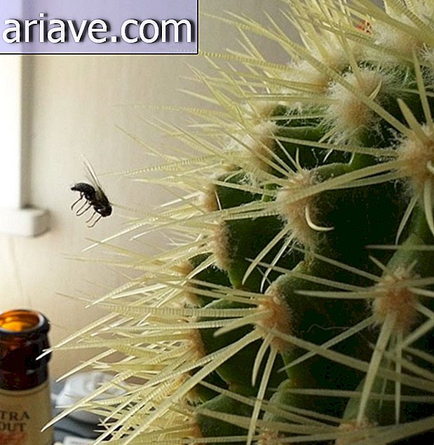 Martwa mucha na kaktusie