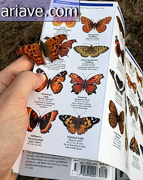 Vlinder op boek