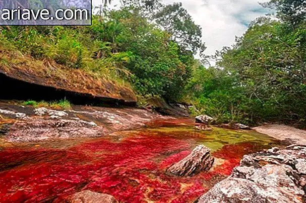 Pourquoi cette rivière en Colombie est-elle considérée comme la plus belle du monde?