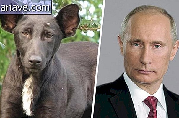 Dog and Vladimir Putin