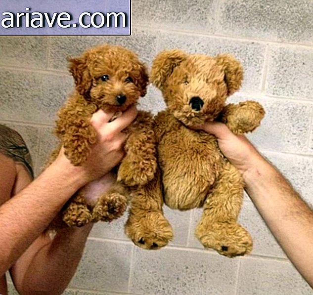 Real puppy and teddy bear