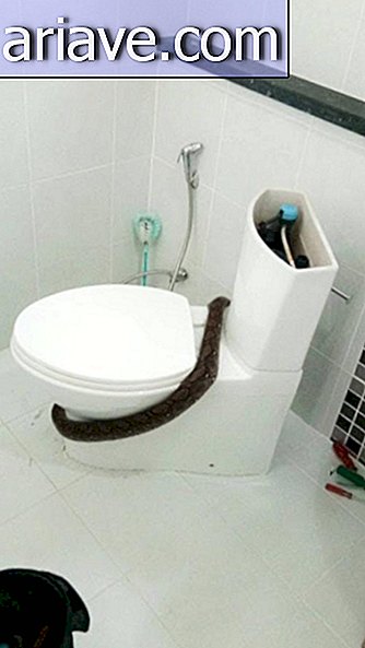 Python kommer ut av toalettet