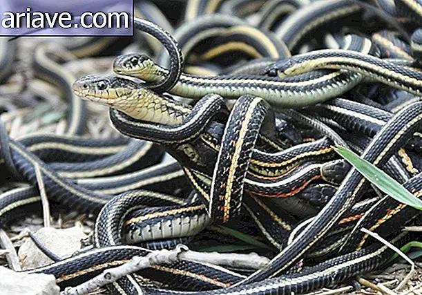 Tangle of Snakes