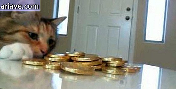 Mačka krade zaklad