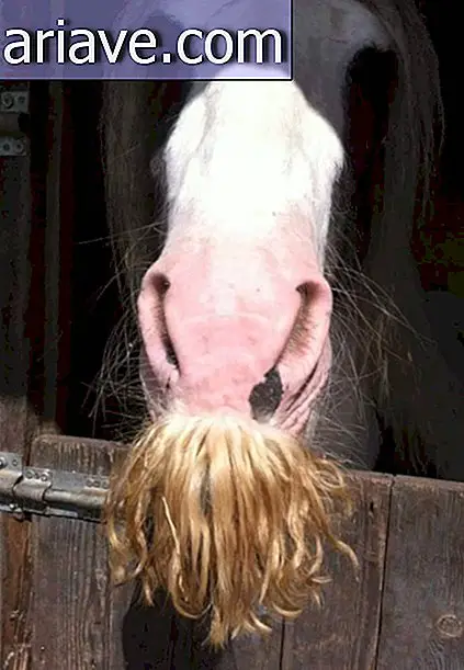 Un cavallo con i baffi