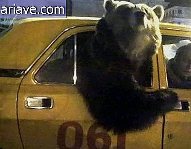 Медведь в такси