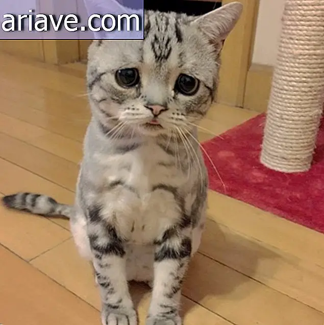 พบกับ Luhu ซึ่งเป็นลูกแมวที่น่าเศร้าที่สุดในอินเทอร์เน็ต [คลังภาพ]