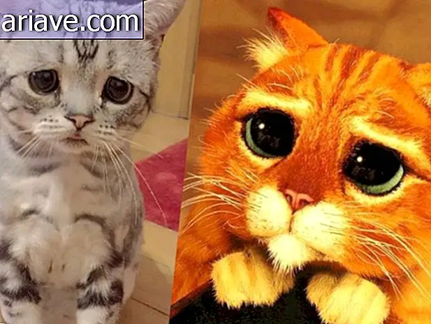 Conoce a Luhu, probablemente el gatito más triste de internet [galería]