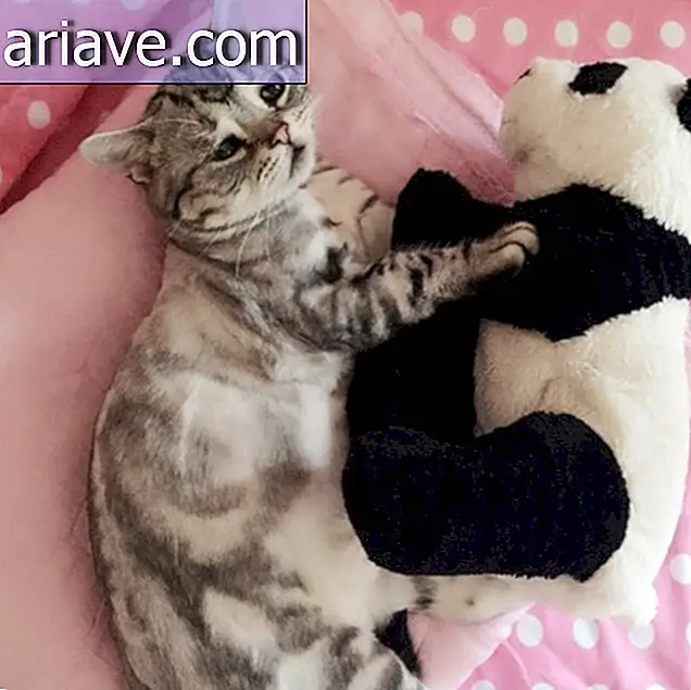Meet Luhu, probably the saddest kitten on the internet [gallery]