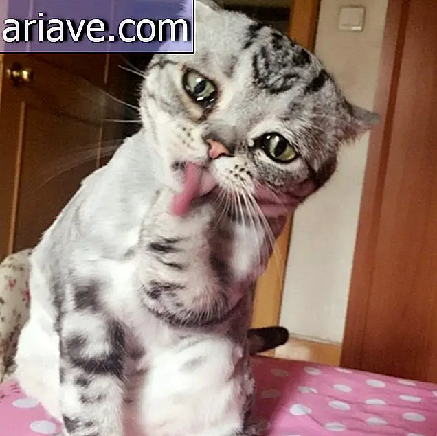 Meet Luhu, probably the saddest kitten on the internet [gallery]