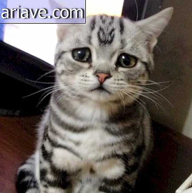พบกับ Luhu ซึ่งเป็นลูกแมวที่น่าเศร้าที่สุดในอินเทอร์เน็ต [คลังภาพ]