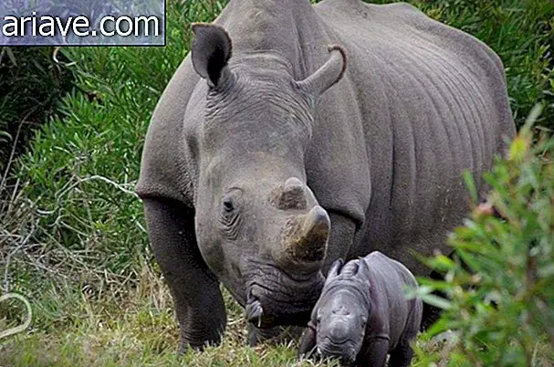 Носорог со своим детенышем