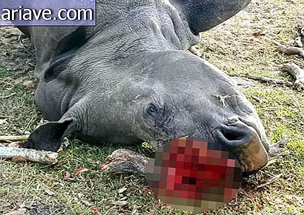 Мртав носорог
