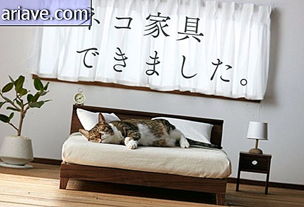 Mebel kucing: satu lagi alasan kita mencintai Jepang