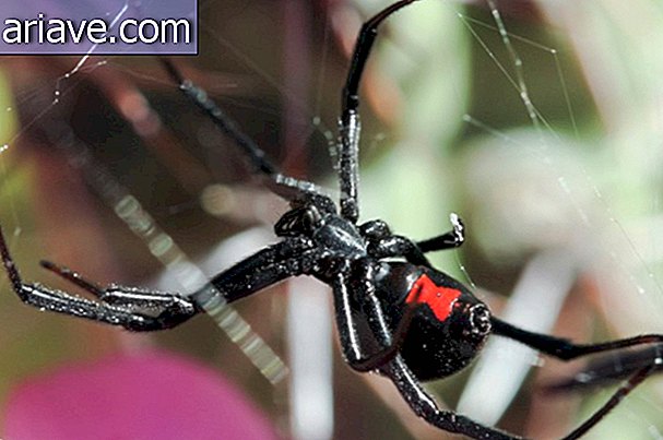 чорна вдова павук