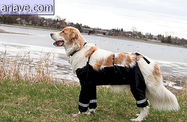 Ne vous disputez plus: les pantalons pour chiens sont en vente maintenant