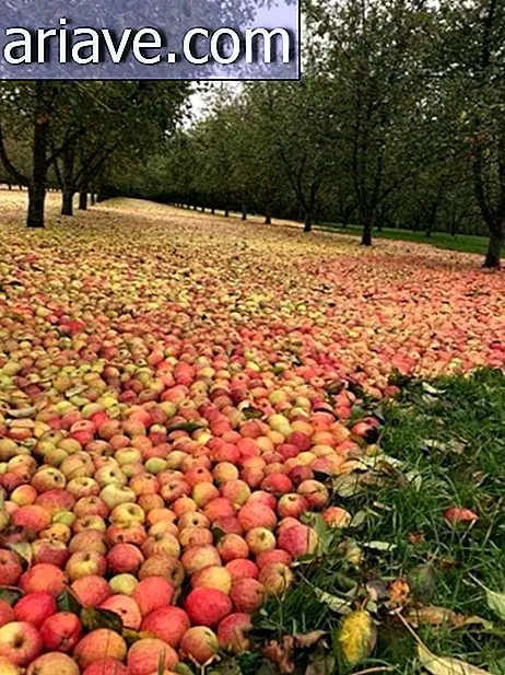 Sea of ​​apples