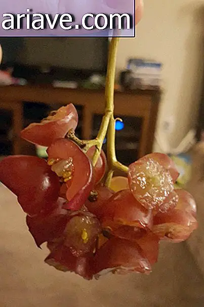 Un grappolo d'uva mangiato