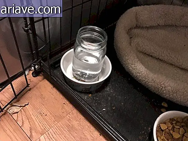Verre d'eau pour le chien
