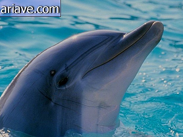 Delfín encantador