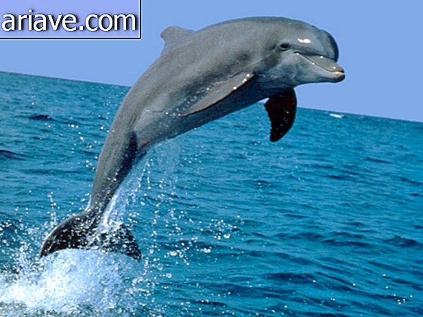 Springender Delphin