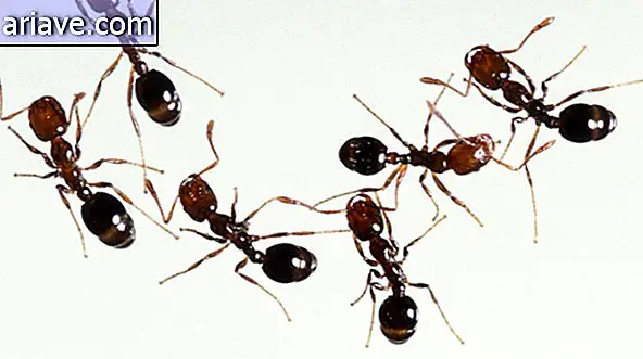 Myrer vasker fødder