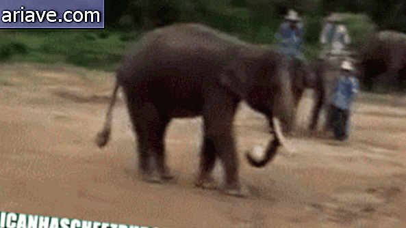 Elefante jugando futbol