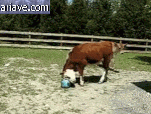 М'яч корів кидає