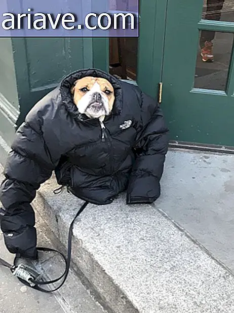 Külm koer