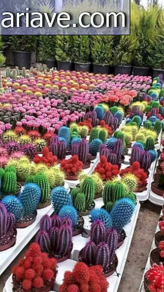 fargerike kaktus