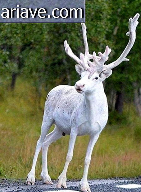 albino reindeer
