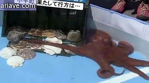 caracatiță rabiot