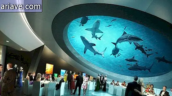 Bảo tàng Miami trở thành công viên nước cá mập