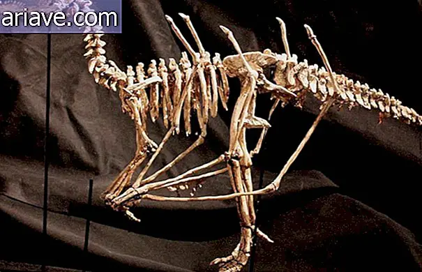 Skelette fantastischer Kreaturen verwirren die Menschen