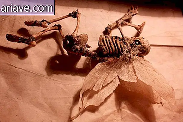Los esqueletos de criaturas fantásticas confunden a las personas