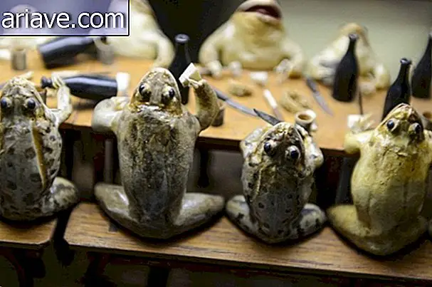Guarda il Museo delle rane esotico in Svizzera [galleria]