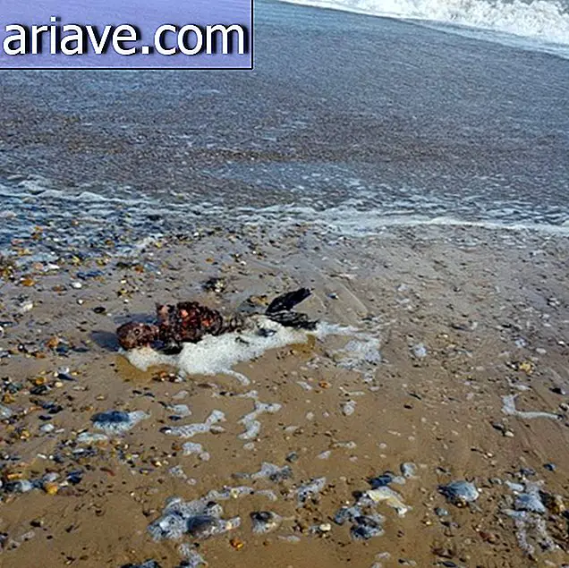 Ariel, kas sina oled see? Merineitsi surnukeha leitakse rannast ja jagab arvamusi