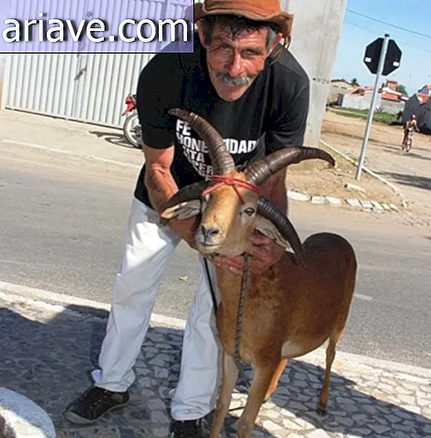 Une chèvre à quatre cornes intrigue les habitants de Bahia