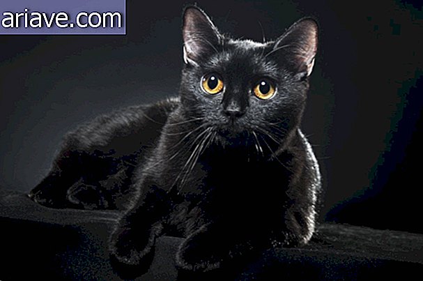 Fekete macska