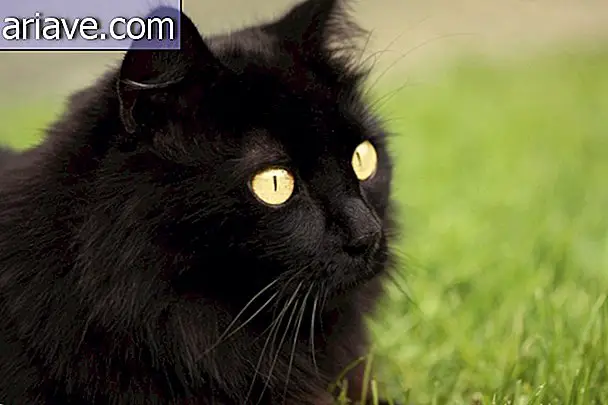Piękny czarny kot