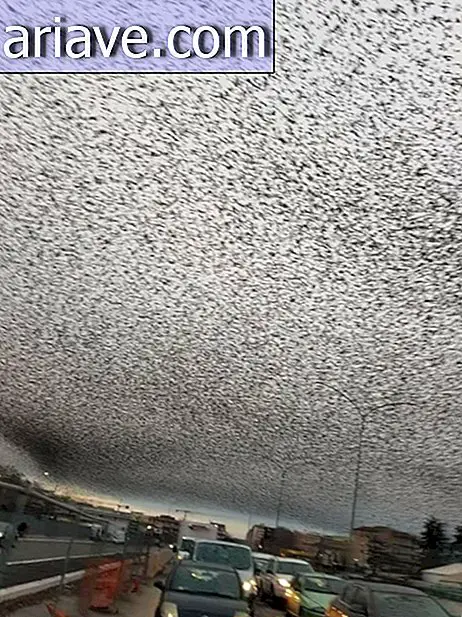 Starlings peste Roma