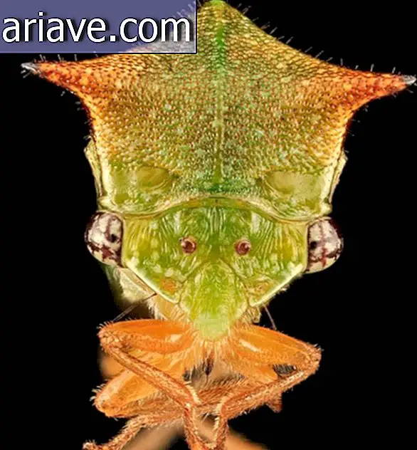 Membracids: Pelajari lebih lanjut tentang keluarga serangga aneh ini
