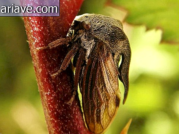 Membracider: Lær mere om denne bisarre insektfamilie