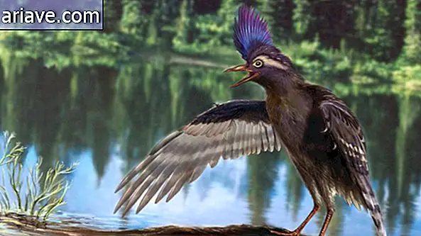 पंक की तरह का पक्षी आधुनिक पक्षियों का सबसे पुराना पूर्वज है