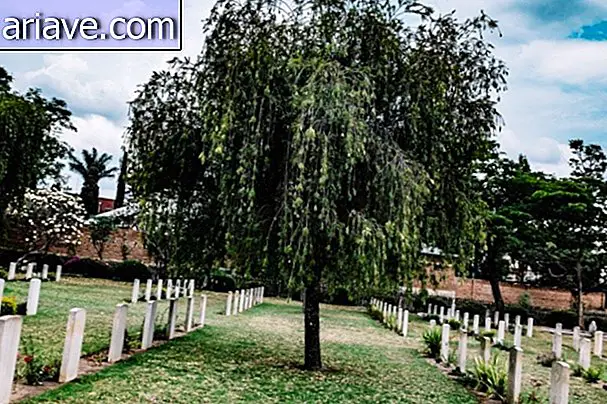 Ein Baum auf einem Friedhof